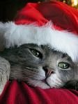 pic for santa cat